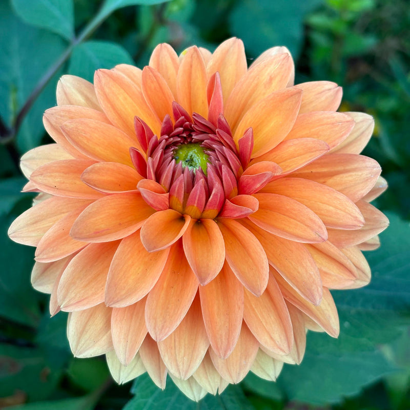 Dahlia summerflame close-up bloem