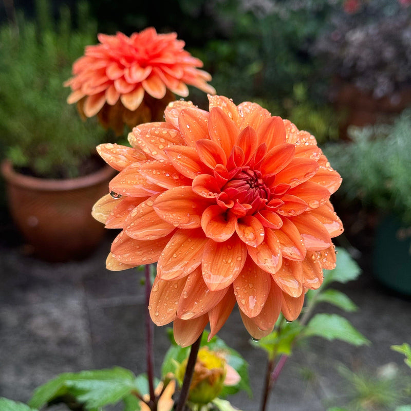 close up dahlia summerflame met dauwdruppels