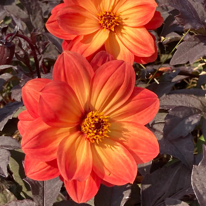 Duurzaam gekweekte Dahlia met donker blad.