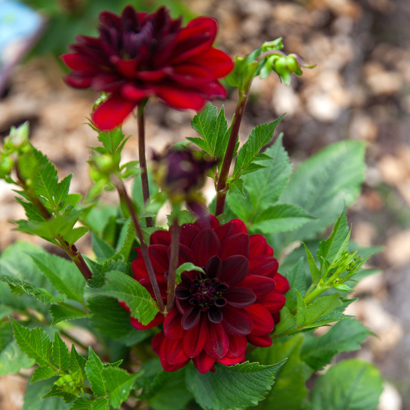 Biologisch geteelde dahlia in rode kleur