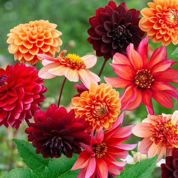 Dahlia Nazomermix
