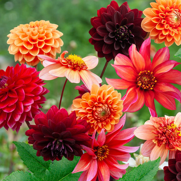 Dahlia Nazomermix
