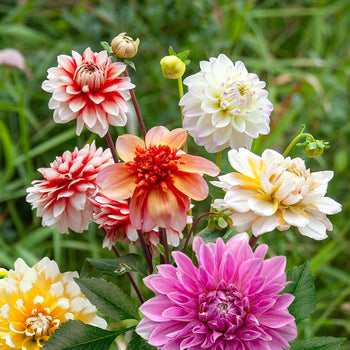 Dahlia Romantische Mix