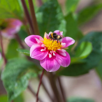 Moederdag Dahlia in pot
