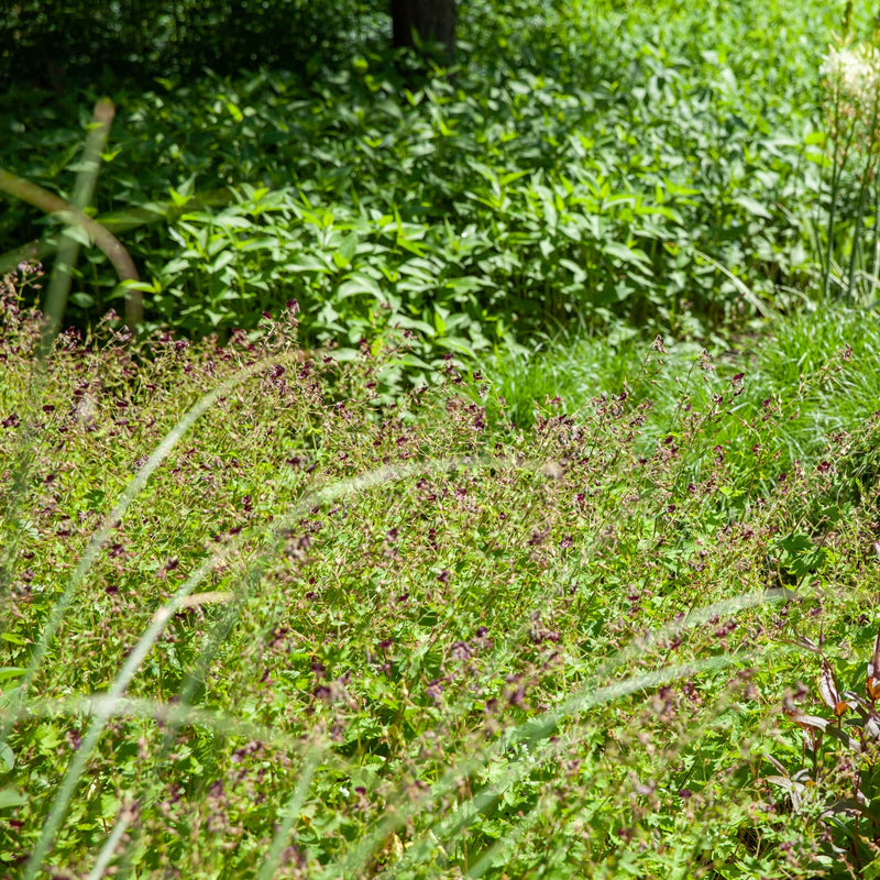 donkere ooievaarsbek, paarse bloemetjes in grote massa in een tuin