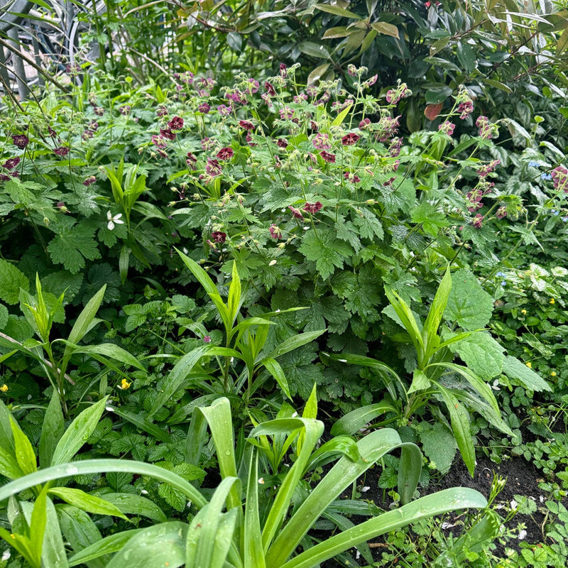 Donkere ooievaarsbek in voortuin