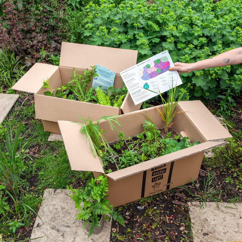 borderpakket planten in dozen met beplantingsplan