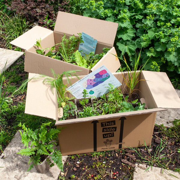 Borderpakket Paars Zon