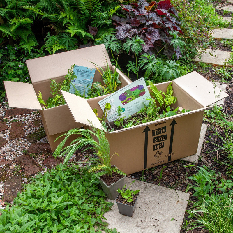 borderpakket schaduw in dozen met beplantingsplan