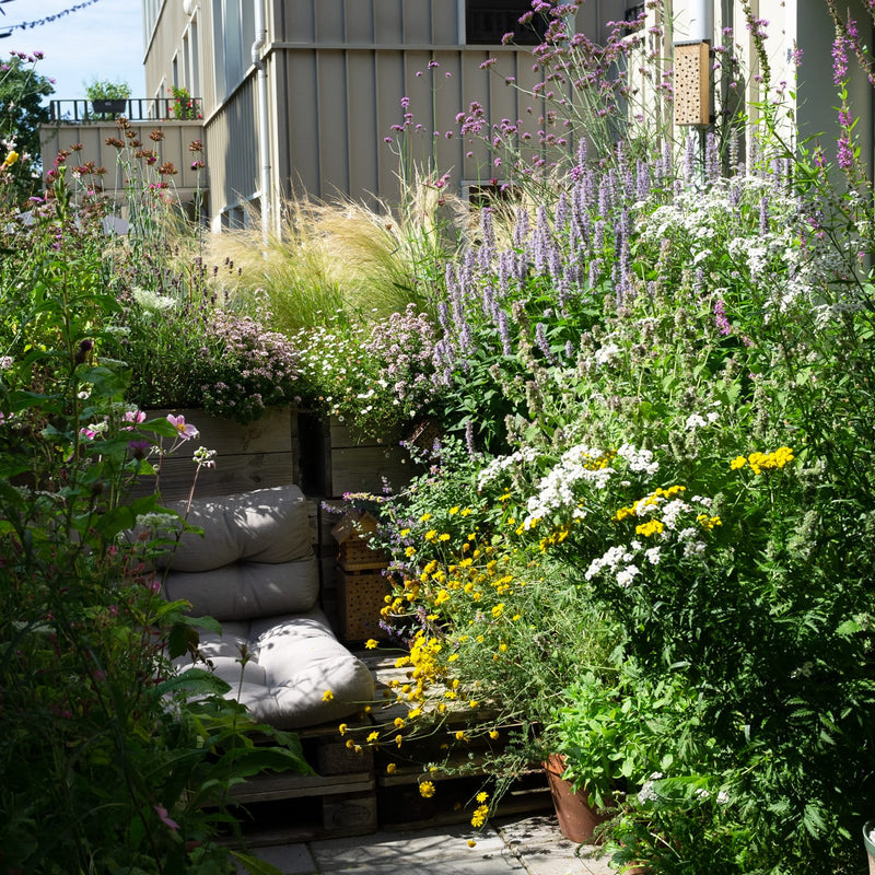 Biologische dropplant agastache blue fortune in een border