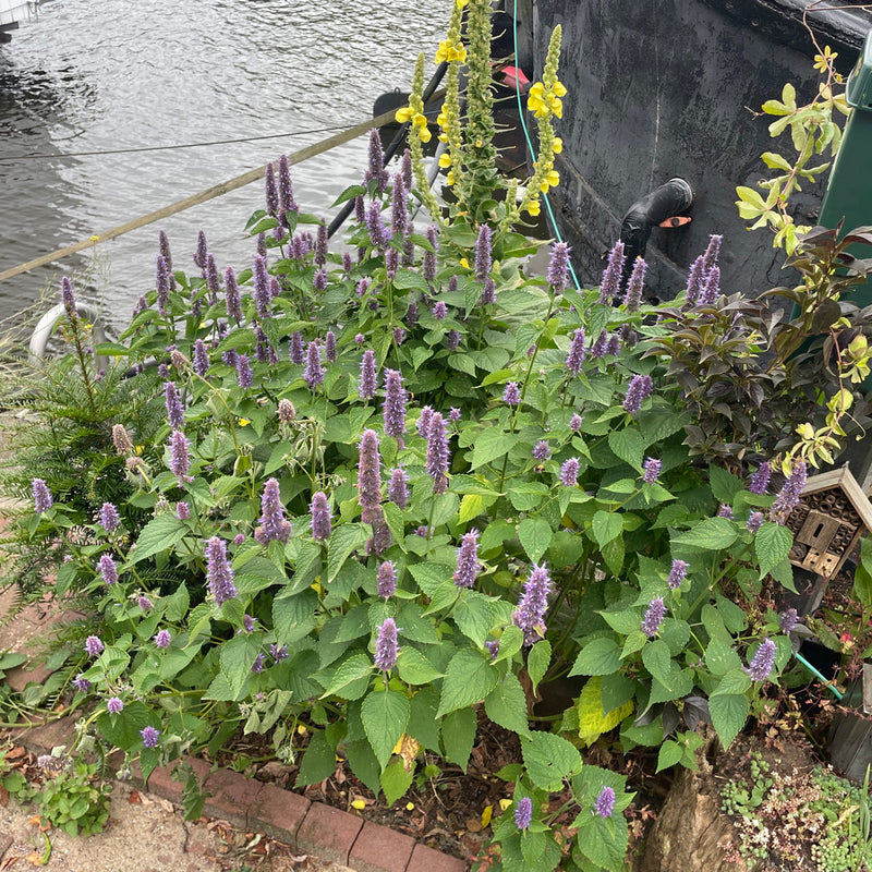 dropplant blue fortune aan waterkant