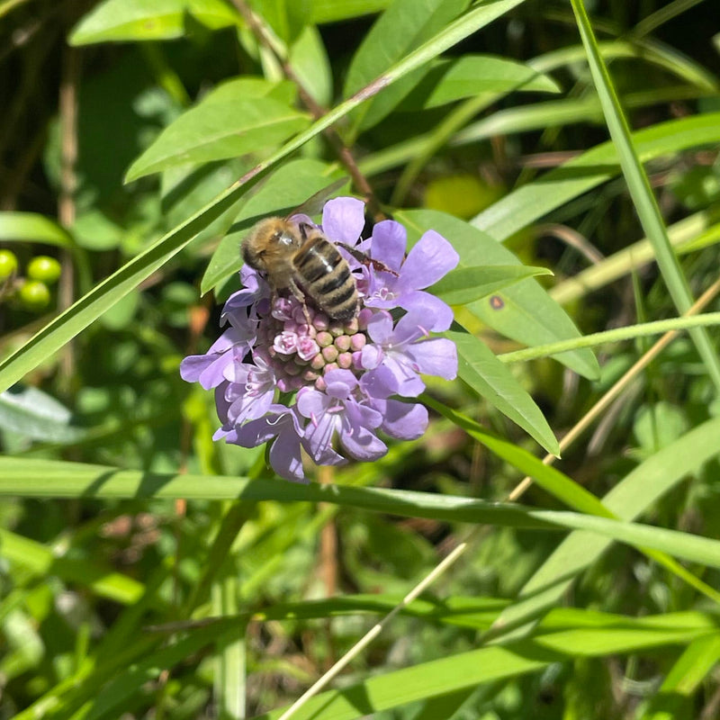 duifkruid inheem close up bloem met bij