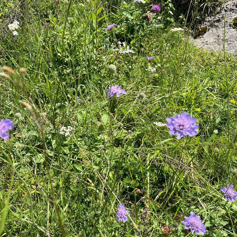 duifkruid inheems bloemen wild