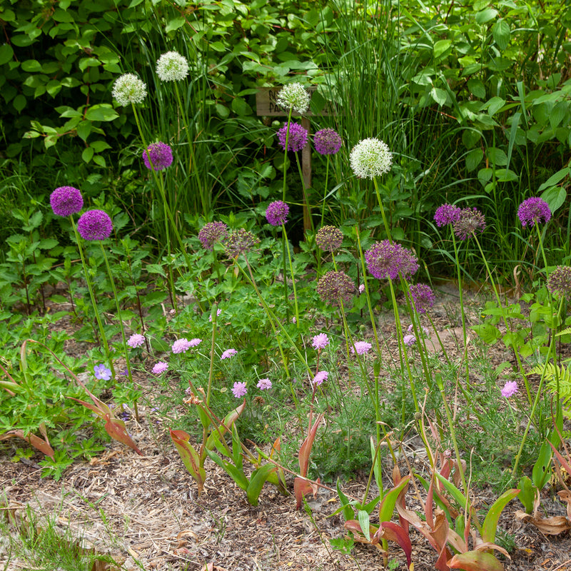 roze duifkruid in combinatie met alliums in een border