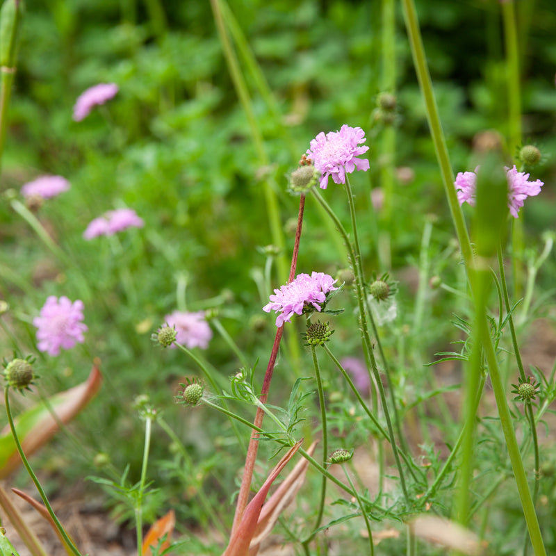 roze duifkruid in een tuin