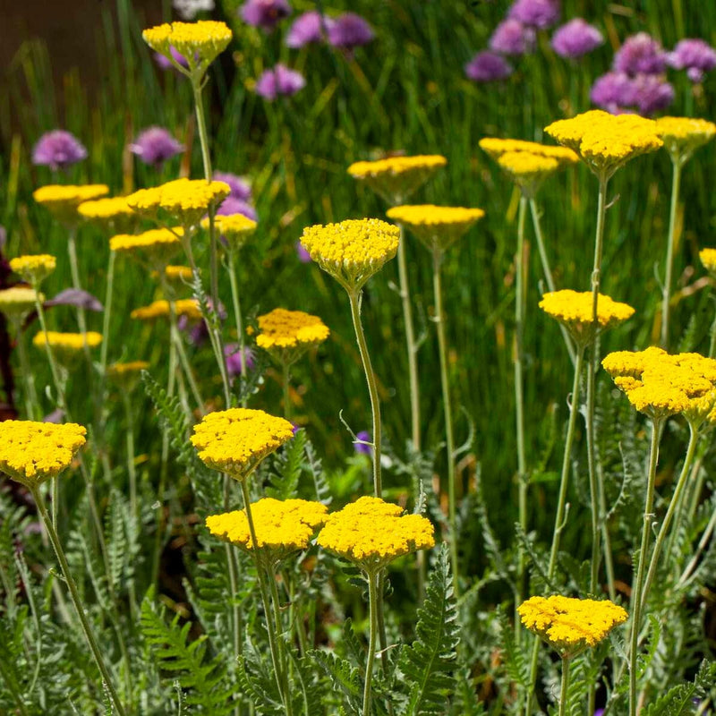 Gele duizendblad of achillea met bloemschermen die veel insecten aantrekken. 