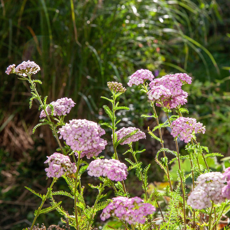 Biologische duizendblad in de tuin in verschillende kleuren roze.