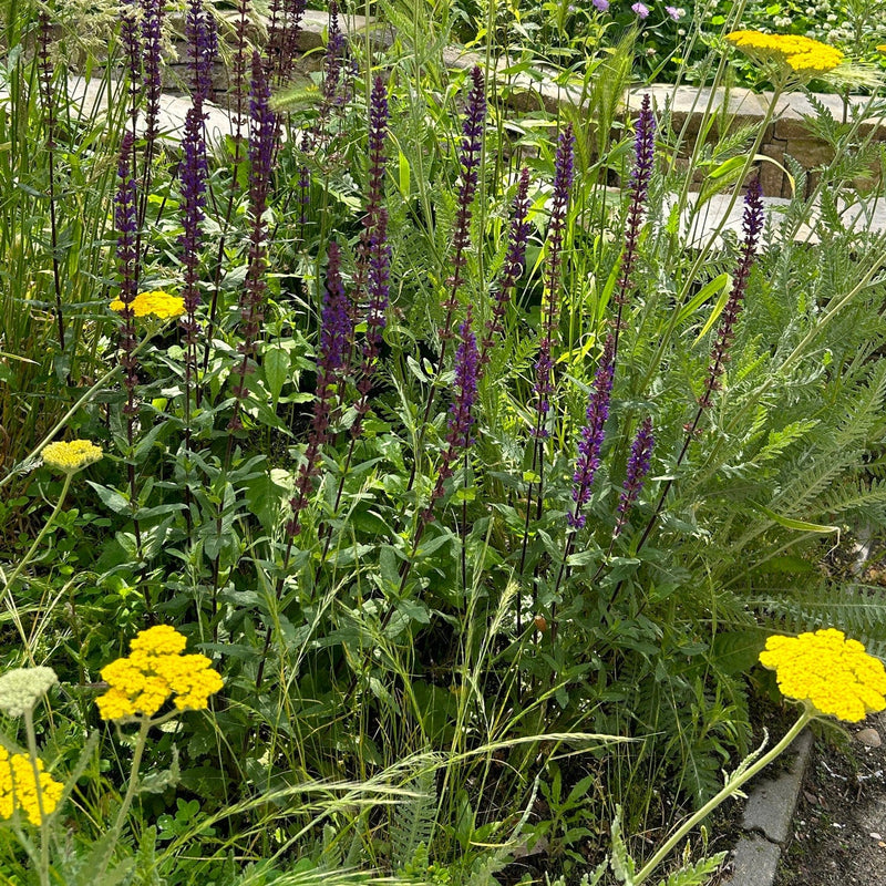 duizendblad cloth of gold in combiatie met salvia caradonna