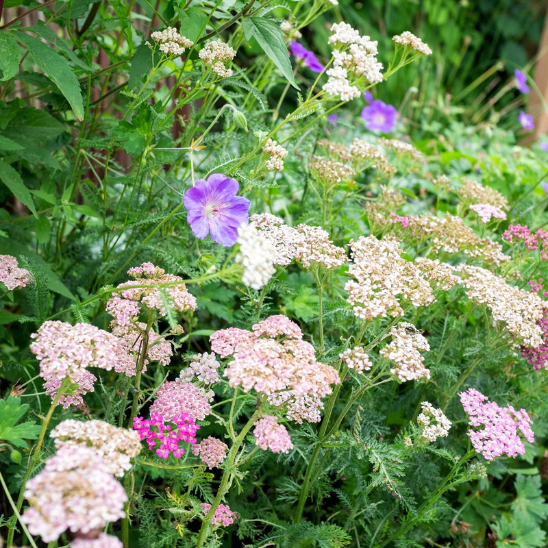 duizenblad-columbus-in-een-border-vaste-plant-biologische-tuinplant