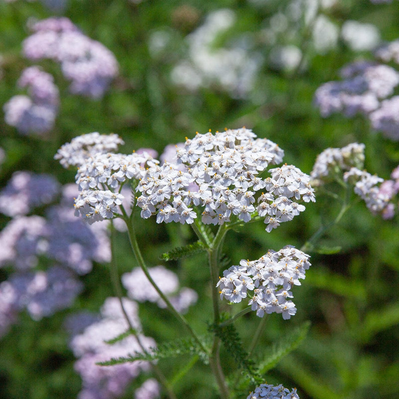 Duizendblad wit close-up bloem