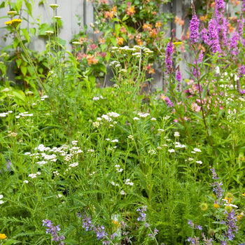 Borderpakket Bonte Bloei