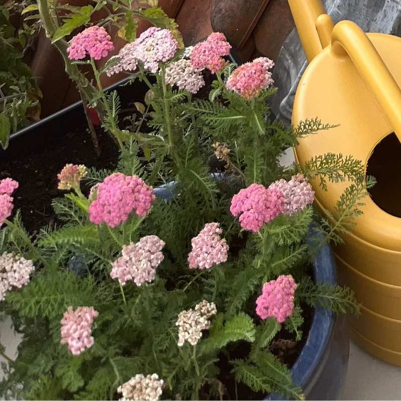 Achillea in roze kleur op een dakterras. 
