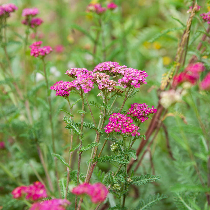 Biologische achillea in paarse kleur in volle bloei. 