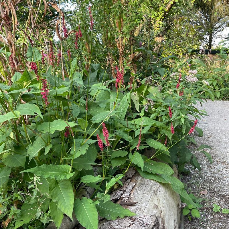 Persicaria amplexicaulis Lisan in bloei in een border 
