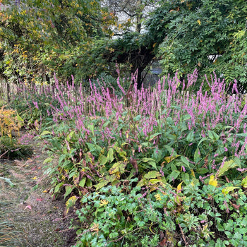 Duizendknoop Rowden Gem