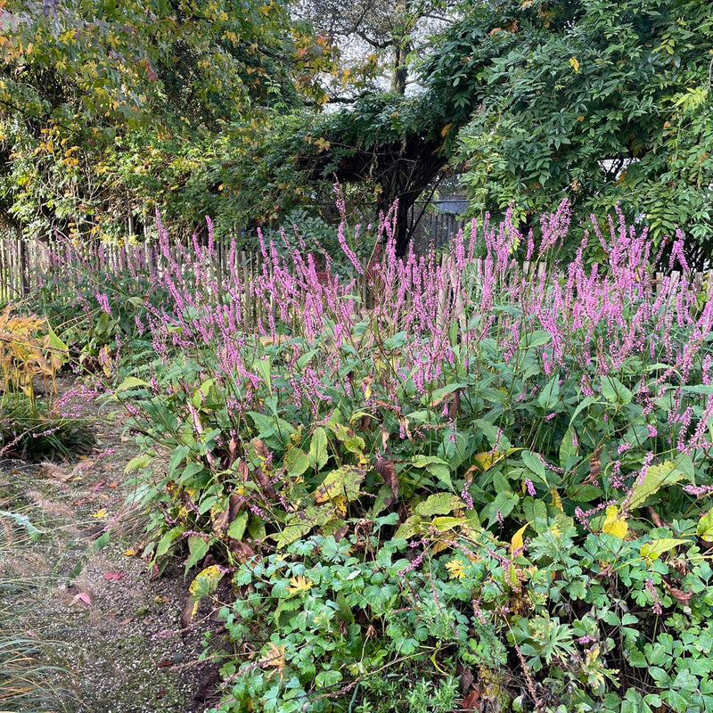 Duizendknoop rowden gem in border in tuin
