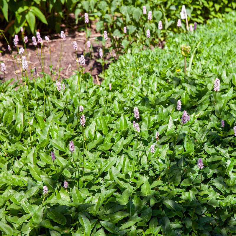 inheemse duizendknoop met wit roze aren in een border