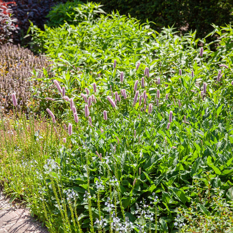 duizendknoop met wit roze aren in een border