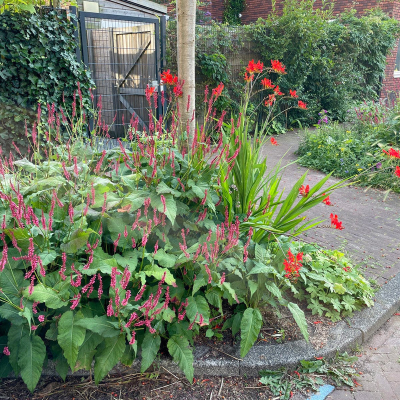 Duizendknoop lisan in border in combinatie met crocosmia lucifer