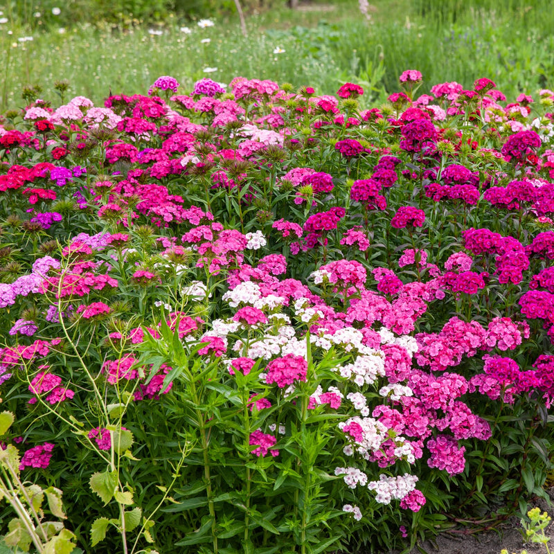zaden van duizendschoon in verschillende kleuren in een tuin