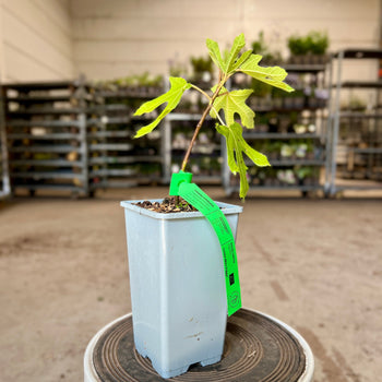 Dwergvijg Little Miss Figgy