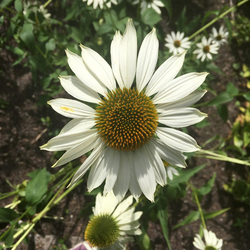 Zonnenhoed alba close up bloem