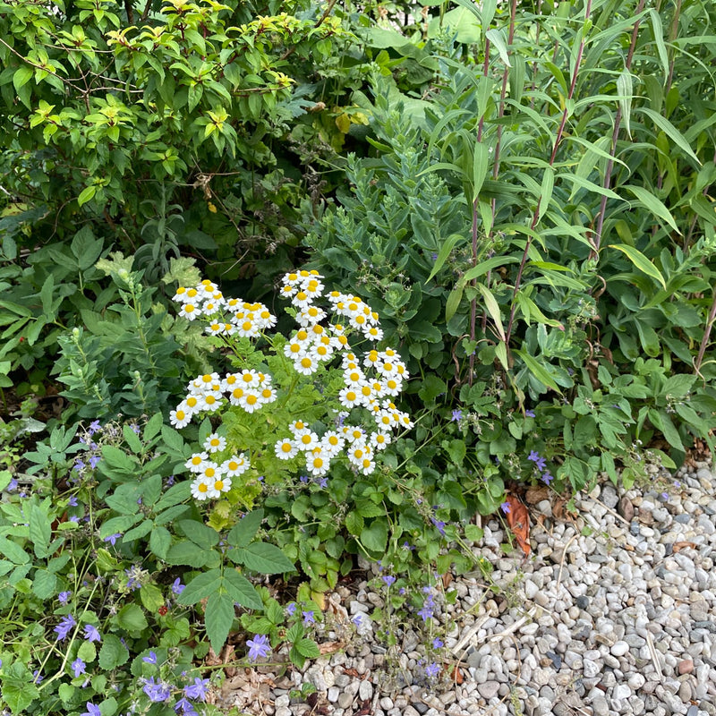 een bosje kamille met witte bloemen en geel hart in een border aan een grintpad
