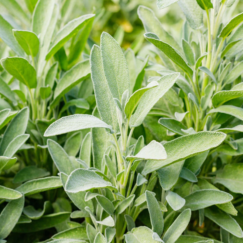 Biologische, eetbare echte salvia met groen blad