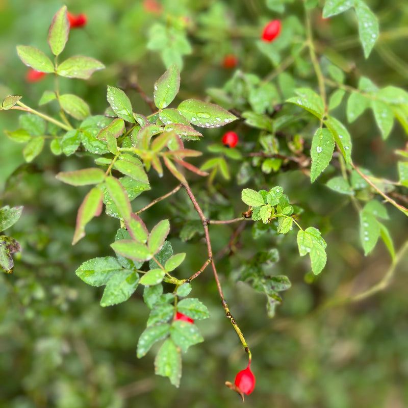 Egelenatier Rosa Rubiginosa in de tuin