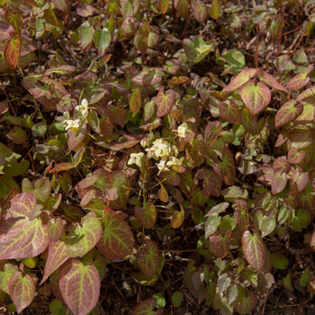 Elfenbloem Neosulphureum