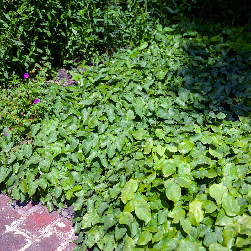 Elfenbloem in border