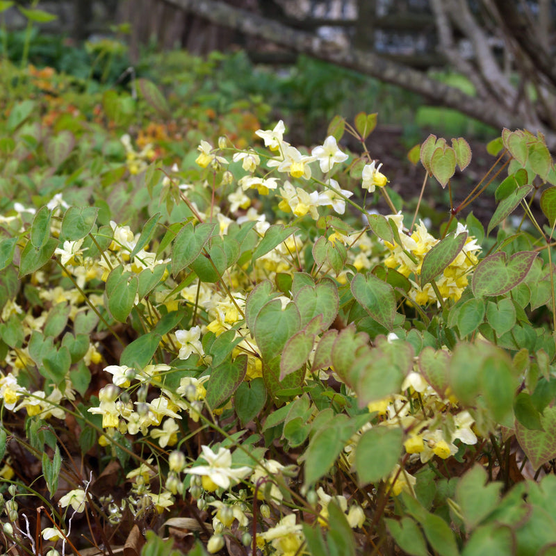 Biologische elfenbloem met gele bloemen in de schaduw
