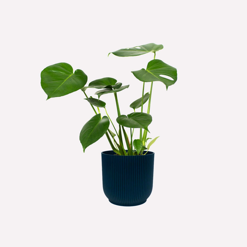 Pot Ribbel nachtblauw 22 met Monstera Deliciosa 17