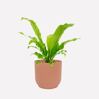 Pot Ribbel Oudroze Ø22