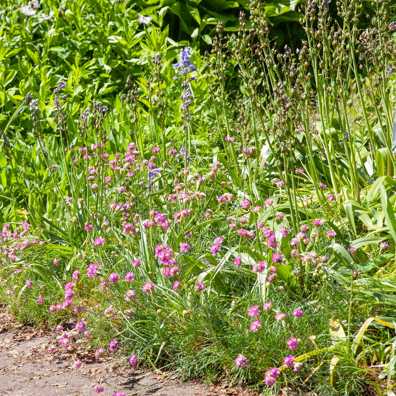 bolvormige Kleine roze bloemetjes in een border in een tuin