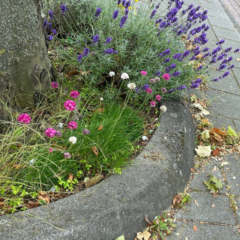 Engels gras in border in combinatie met lavendel