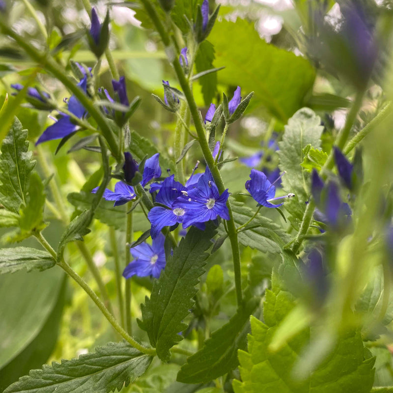 Blauwe ereprijs- veronica met bloemen. 