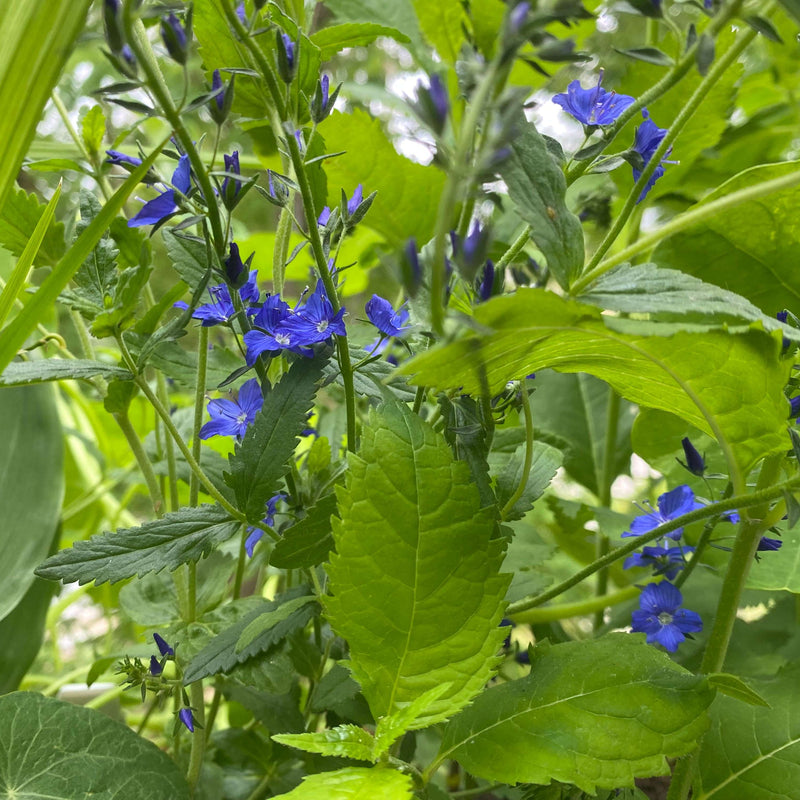 Biologische ereprijs in blauwe kleur