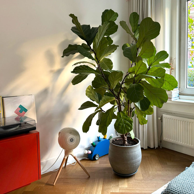 Ficus Lyrata in grote grijze pot bij raam in huiskamer