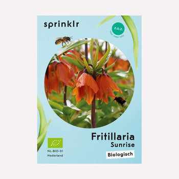 Fritillaria Sunrise